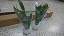 愛(ài)優(yōu)尚白掌盆栽花卉植物室內防輻射凈化空氣開(kāi)花桌面小植物源頭直發(fā) 曬單實(shí)拍圖