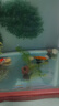 瘋狂水草（FKSC）真水草魚(yú)缸造景套餐凈化水質(zhì)懶人魚(yú)缸水草植物直接入缸蜈蚣草 【火山石】水草組合一3棵裝 曬單實(shí)拍圖