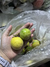 廣西欽蜜9號(hào)黃金百香果九號(hào)新鮮生鮮白香果水果端午節(jié)送禮品物盒 【超劃算】5斤裝丨凈重4.5斤 單果35-45g 曬單實(shí)拍圖
