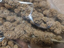 olevo谷穗谷子穗小米穗鸚鵡倉鼠糧食天然麥穗鳥食飼料虎皮玄風(fēng)牡丹玩具 麥穗【6束】 曬單實(shí)拍圖