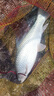 川澤短子線雙鉤升級金袖魚鉤成品綁好套裝淺水野釣防纏繞海夕鉤鯽魚鉤 金袖有刺32cm【鉤3/4線0.4/0.6】 子線雙鉤20付/盒 曬單實拍圖