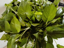 行湘綠蘿盆栽新房綠植盆栽?xún)艋諝?360#綠蘿1盆+透明吸水盆 源頭直發(fā) 曬單實(shí)拍圖