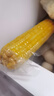 京鮮生 東北黃糯玉米250g*10棒 新鮮甜糯玉米棒真空包裝粘玉米 源頭直發(fā) 曬單實(shí)拍圖