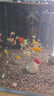 天使魚(yú)大號觀(guān)賞魚(yú)熱帶魚(yú)群游七彩紅天使紫天使檸檬黃淡水好養耐活 2.5-3cm隨機50條【4色以上】 曬單實(shí)拍圖