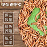 崇霧黃粉蟲大麥蟲活蟲面包蟲活體鮮活蟲烏龜八哥倉鼠鳥食守宮龍魚飼料 2-3cm 500條+麥麩半斤【80%人選擇】 曬單實拍圖
