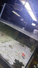 【大號(hào)蝶翼長(zhǎng)尾斑馬魚(yú)】好養(yǎng)耐活熱帶淡水大翡翠綠龍鳳耐熱觀賞魚(yú) 五色蝶翼斑馬3-4厘米10送2 曬單實(shí)拍圖