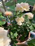 果汁陽(yáng)臺月季花苗四季開(kāi)花卉盆栽綠植物室內花易活玫瑰帶花苞庭院 果汁陽(yáng)臺【大花濃香，月月開(kāi)分枝多】 【帶花苞】【盆口徑15cm】原盆冠25高35 曬單實(shí)拍圖