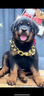 橙央大寵物項圈拉布拉多犬法斗金毛項鏈塑料大金鏈子小號(2cm寬） 金色 40cm 曬單實拍圖