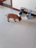 麥富迪狗糧 藻趣兒狗糧成犬糧牛肉螺旋藻 均衡營養(yǎng)15kg/30斤 曬單實(shí)拍圖