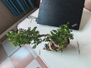 開時果 黑骨茶小葉紫檀盆栽 中式禪意盆景桌面觀景老樁胡椒木樹苗綠植 飄枝清香胡椒木+祥云聚財罐+底座 曬單實拍圖
