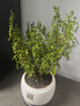 正宗清香胡椒木盆栽花卉室內(nèi)外驅(qū)蚊草植物樹(shù)苗老樁盆景九里香綠植 【6年大苗】白福瓷盆+底托 曬單實(shí)拍圖