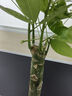 植男植女發(fā)財樹(shù)大型盆栽客廳室內綠植辦公室開(kāi)業(yè)送禮喬遷招財樹(shù)源頭直發(fā) 曬單實(shí)拍圖