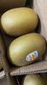佳沛（zespri）新西蘭 陽(yáng)光金奇異果12粒禮盒特大果單果約122-146g 獼猴桃 水果 曬單實(shí)拍圖