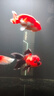 徹朗魚缸變頻加熱棒自動(dòng)恒溫石英龍魚缸防省電爆加熱器烏龜加溫棒500w 曬單實(shí)拍圖