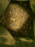 潔西（JESSIE）高品質(zhì)全價(jià)天竺鼠糧 專享版 荷蘭豬飼料荷蘭鼠糧食零食2.8kg 曬單實(shí)拍圖