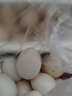 硒全食美 富硒精品新鮮鴿子蛋 30枚 550g 孕婦兒童寶寶鴿子蛋中秋送禮 曬單實拍圖
