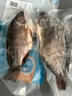 翔泰海南三去羅非魚(yú)/海南鯛1400g/共4條免處理 生鮮魚(yú)類(lèi) 海鮮水產(chǎn)  曬單實(shí)拍圖