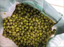 京覓綠豆3斤 雜糧 京東自營綠豆（可發(fā)綠豆沙粥）新綠豆夏日解暑 曬單實拍圖