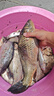 民間藝人二代大師線組綁好的魚(yú)線無(wú)結(jié)成品主線套裝釣魚(yú)臺(tái)釣漁具垂釣用品 曬單實(shí)拍圖