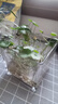 銅錢草水培盆栽室內(nèi)室外花卉金錢草綠植吸綠植花草植物 銅錢草2盆（不含盆） 曬單實(shí)拍圖