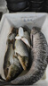 民間藝人千里香小藥野釣鯽鯉高濃度專用釣魚餌料魚餌誘魚添加劑黑坑促食 曬單實(shí)拍圖