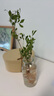 臨雅水培植物九里香盆栽桌面驅蚊綠植室內茉莉鮮花水養(yǎng)花卉懶人四季開 九里香【30-40】cm*1株 曬單實拍圖