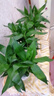 綠有意觀音竹富貴竹水培植物帶根花卉綠植綠蘿室內(nèi)盆栽轉(zhuǎn)運竹子水養(yǎng)好養(yǎng) 3盆】觀音竹3棵簡易杯+營養(yǎng)液 曬單實拍圖