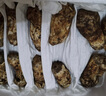 森吉尼達(dá)【現(xiàn)貨】香格里拉新鮮松茸現(xiàn)采現(xiàn)發(fā)野出口級(jí)未開傘生云南松茸菌菇 松茸 5-5.8cm 500g松茸嘗鮮裝 曬單實(shí)拍圖