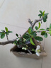 京厽西府海棠花盆栽四季真垂絲樹(shù)苗庭院多花地栽花卉花園不支持退貨 掌柜讓利復(fù)色海棠3年苗徑1.3-1.5厘米原土球發(fā) 不含盆 曬單實(shí)拍圖