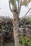 原生桂花樹苗地栽大型八月金桂丹桂四季桂品種庭院風(fēng)景樹好養(yǎng)易活 四季桂 樹狀帶土球【5cm粗1.6米高】 曬單實拍圖