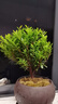 八芽 小葉赤楠盆景擺件室內(nèi)綠植花卉盆栽老樁客廳辦公室桌面好養(yǎng)植物 （【熱銷款】舍得紫砂盆赤楠+苔蘚+底座） 曬單實(shí)拍圖