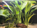 【京東物流】水草套餐 好養(yǎng)耐活真水草植物綠菊大葉綠九冠魚缸 三頭丹麥榕沉木 曬單實拍圖