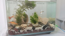 小型觀(guān)賞魚(yú)孔雀魚(yú)米奇魚(yú)斑馬魚(yú)白云金絲金苔鼠魚(yú)小型熱帶魚(yú)活體魚(yú) 孔雀+斑馬+米奇各3條 曬單實(shí)拍圖