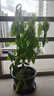 茉莉花群生茉莉雙色茉莉花苗盆栽四季濃香型室內(nèi)外盆栽鴛鴦茉莉花 雙色茉莉+加侖盆 曬單實拍圖