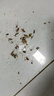 婭洛思蟑螂藥滅蟑呋蟲(chóng)胺膠餌家用廚房小強全窩端室內一窩端除蟑螂屋24枚 曬單實(shí)拍圖