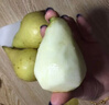 柚公主【JD/順豐直達(dá)到家】智利彩啤梨當(dāng)季新鮮水果彩虹啤梨西洋梨軟糯 4斤 果農(nóng)現(xiàn)摘現(xiàn)發(fā) 曬單實(shí)拍圖