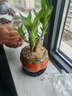 幼薇富貴竹室內(nèi)植物節(jié)節(jié)高桌面綠植帶根好養(yǎng)步步高花卉文昌竹客廳盆栽 富貴竹叢林+橘黃南瓜陶瓷盆+圓形底盤 帶盆栽好 曬單實拍圖