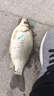 秒粘豆 黑坑鯉魚野釣麻團(tuán)皮筋顆粒猾魚鯽魚餌料競技魚餌打窩釣餌 1瓶裝（【滑魚克星】） 曬單實(shí)拍圖