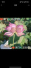 李寧籃球兒童女5號(hào)小學(xué)生幼兒青少年室內(nèi)外訓(xùn)練專(zhuān)用耐磨五號(hào)禮物藍(lán)球 曬單實(shí)拍圖