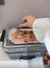 藍寶（BLAUPUNKT）玻璃電蒸鍋蒸燉鍋家用多功能鍋10L大容量燉蒸煮一體多層可視蒸汽鍋不銹鋼發(fā)熱盤(pán)智能預約 10L 0塑料玻璃電蒸鍋【標配】 曬單實(shí)拍圖