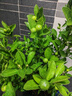 植美施三元復合肥速效平衡氮磷鉀家用養花專(zhuān)用肥料植物通用三角梅花肥 300g三元復合肥2袋（實(shí)發(fā)3袋） 曬單實(shí)拍圖