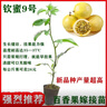 欽蜜9號百香果苗廣西純甜黃金樹苗庭院盆栽種植當年結果帶土四季 2顆 欽蜜九號黃金百香果 30—40cm 曬單實拍圖