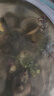 觀賞螺蝸牛寵物淡水蘋果螺活體魚缸除藻吃藻魚缸清潔黑金剛黃金螺 【清缸除藻】買12送4備損共16個(gè) 曬單實(shí)拍圖