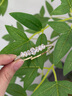 花有心柿滿鉆菱形水晶手環(huán)手串手鐲女款高級(jí)感彈力手串手鏈?zhǔn)掷K輕奢手飾品 【一顆大】超閃菱形排鉆手環(huán)-金色 曬單實(shí)拍圖