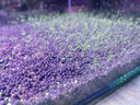 大匠神彩（MAGIC WORLD）魚缸裝飾水草泥免水洗魚缸草缸土草缸造景底砂套餐基肥陶粒不渾 水草泥5斤裝 曬單實拍圖