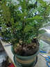 月季村清香胡椒木盆栽綠植花卉植物 中苗2盆【早安盆】+肥 源頭直發(fā) 曬單實(shí)拍圖