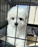 朵蔓純種比熊幼犬小型活物雙血統(tǒng)飛耳卷毛比熊犬家養(yǎng)寵物狗長不大可愛 血統(tǒng)級 比熊 公 曬單實(shí)拍圖