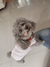 MIKI PAD狗狗衣服春夏季薄款包護肚衣絕育服術(shù)后防舔貓咪衣服透氣防掉毛 背心護肚衣-粉色#可做絕育服 XXS 胸圍26背長(cháng)16（建議1-2斤） 曬單實(shí)拍圖