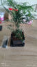 佰花錦文竹桌面盆栽新中式綠植辦公室客廳盆景茶臺(tái)臥室好養(yǎng)綠植花卉植物 【送方底座】文竹+pvc舍得盆+黑沙石鋪面 20-30cm 曬單實(shí)拍圖