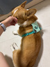 拉夫威爾ruffwear嗨輕狗狗胸背帶狗背帶中小型犬雪納瑞背帶式狗狗牽引繩 鼠尾草綠/霧森綠 S 曬單實拍圖